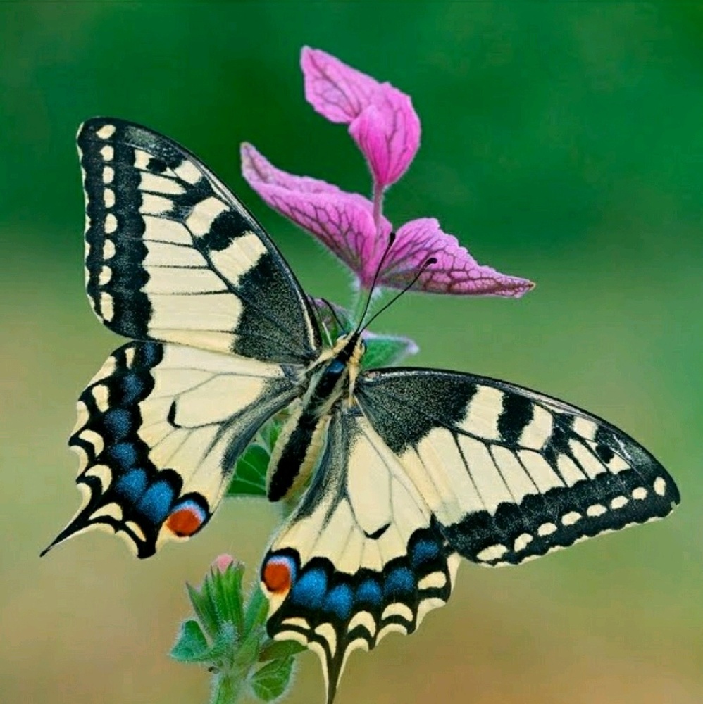 Meet your Posher, Margarita